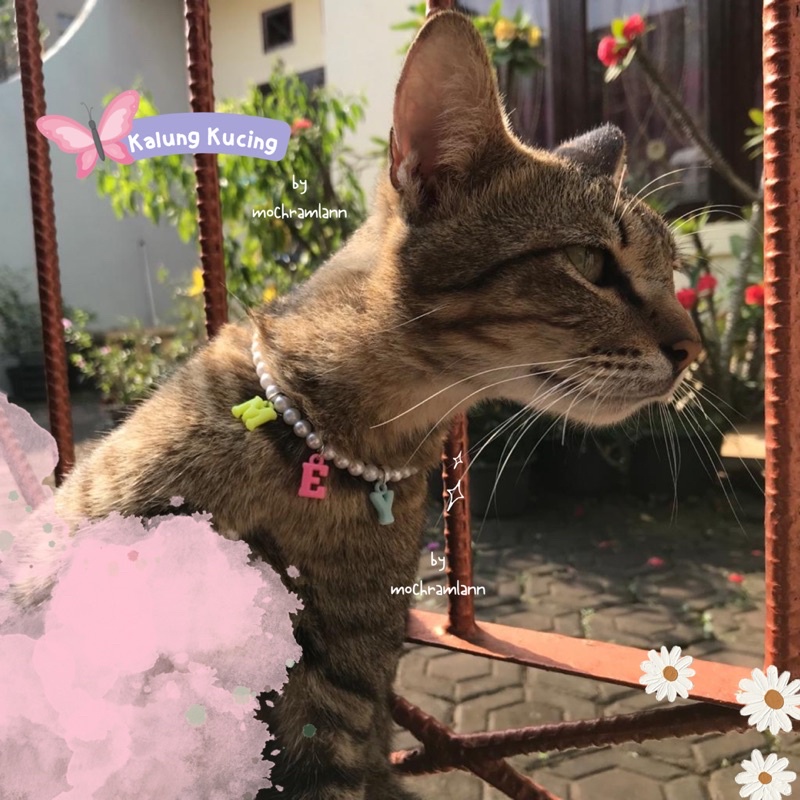 KALUNG KUCING LUCU REQUEST NAMA / PEARL NECKLACE UNTUK KUCING / KALUNG MUTIARA KUCING