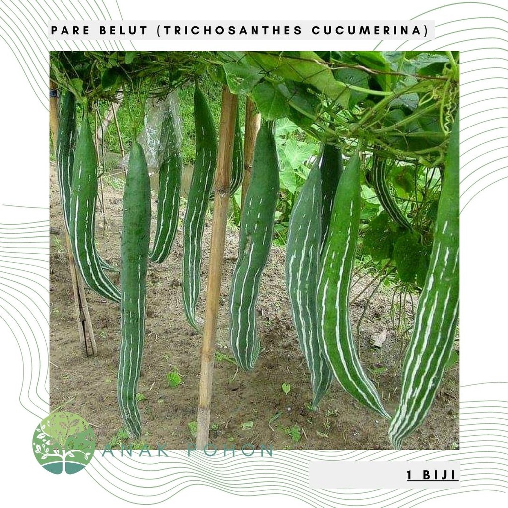 Benih Bibit Biji - Pare Belut Paria Snake Gourd (Trichosanthes cucumerina) Seeds