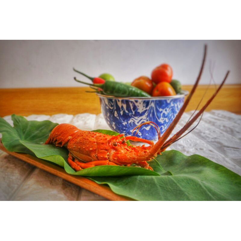 

Lobster Medium