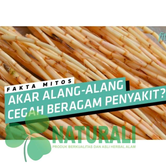 

AKAR ALANG ALANG SEGAR 100 GRAM