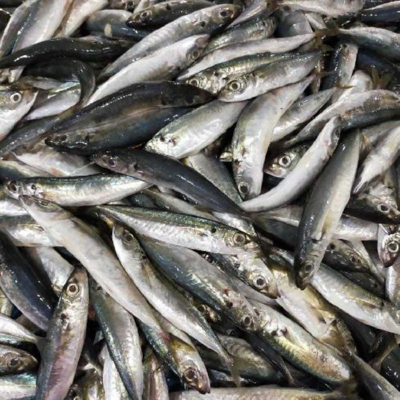 

Ikan Dencis Pulpen/ Ikan Layang Segar