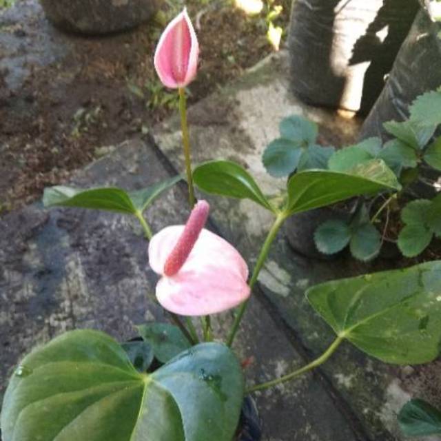 ANTHURIUM bunga PINK KECIL (merah muda) [Sudah Berbunga]