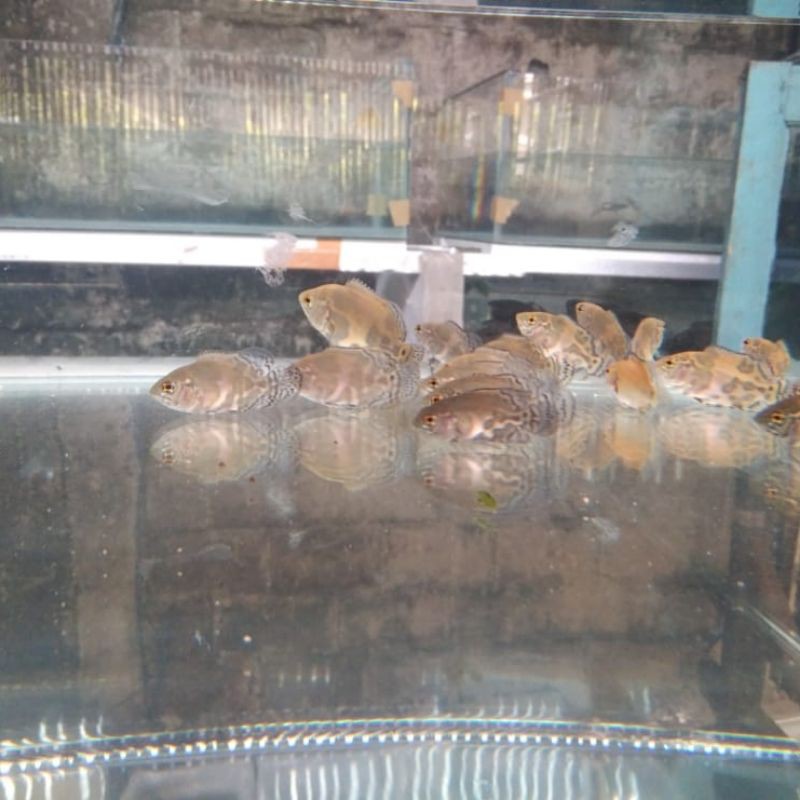 IKAN PREDATOR OSCAR BATIK