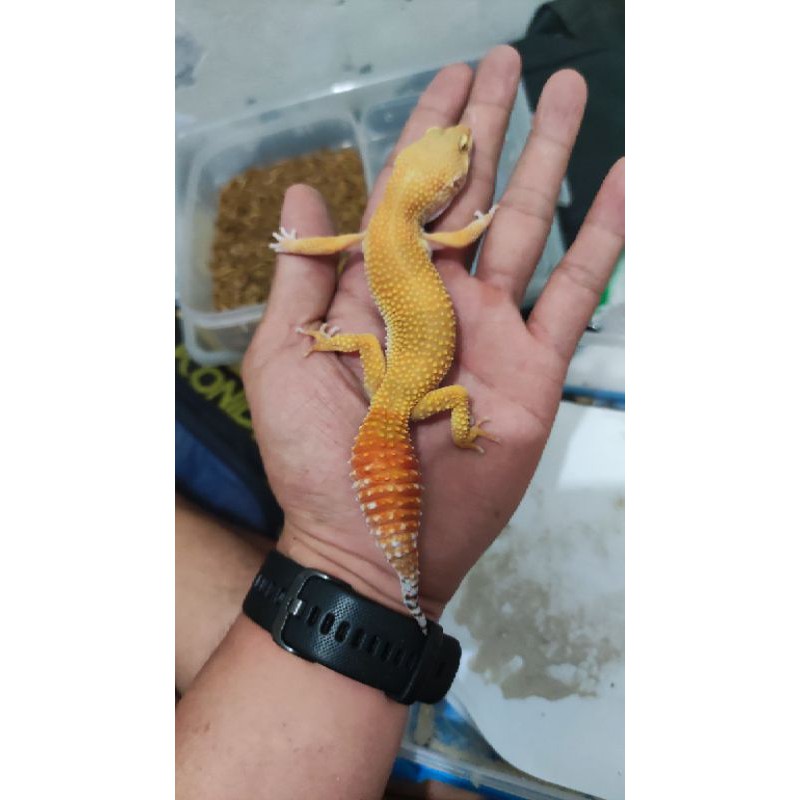paket breeding leopard gecko SHTCT