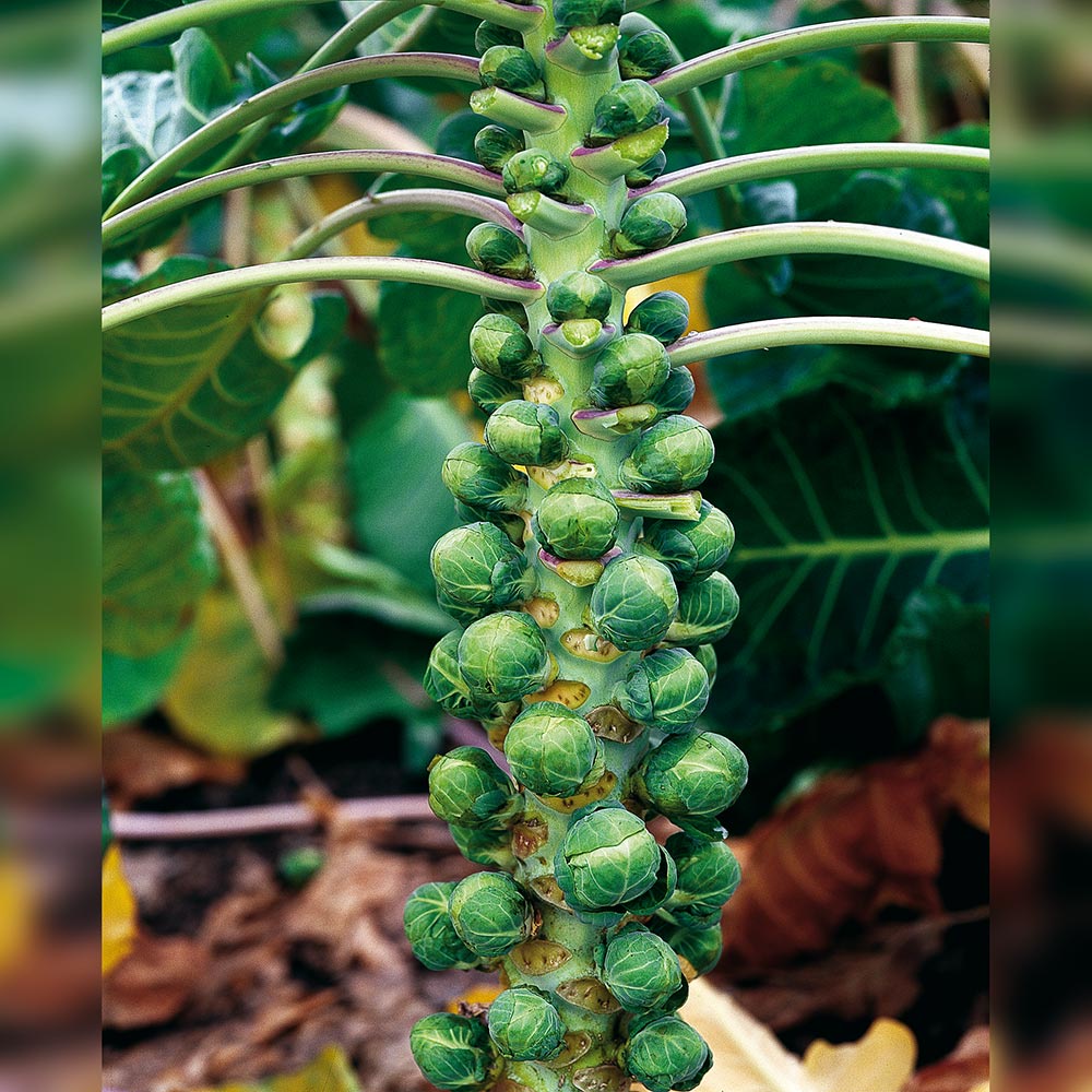 Benih Bibit Biji - Brussels Sprouts Groninger Organik Seeds - IMPORT