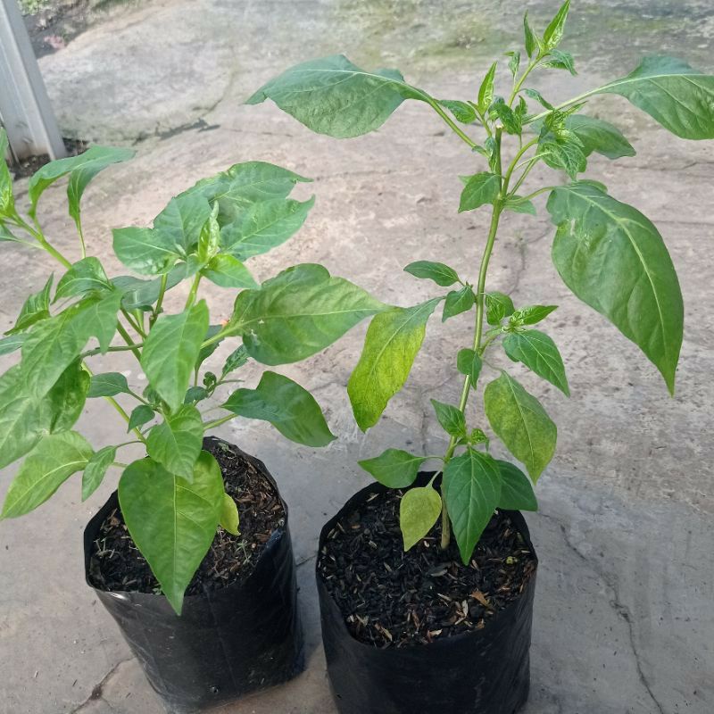 pohon cabe rawit setan