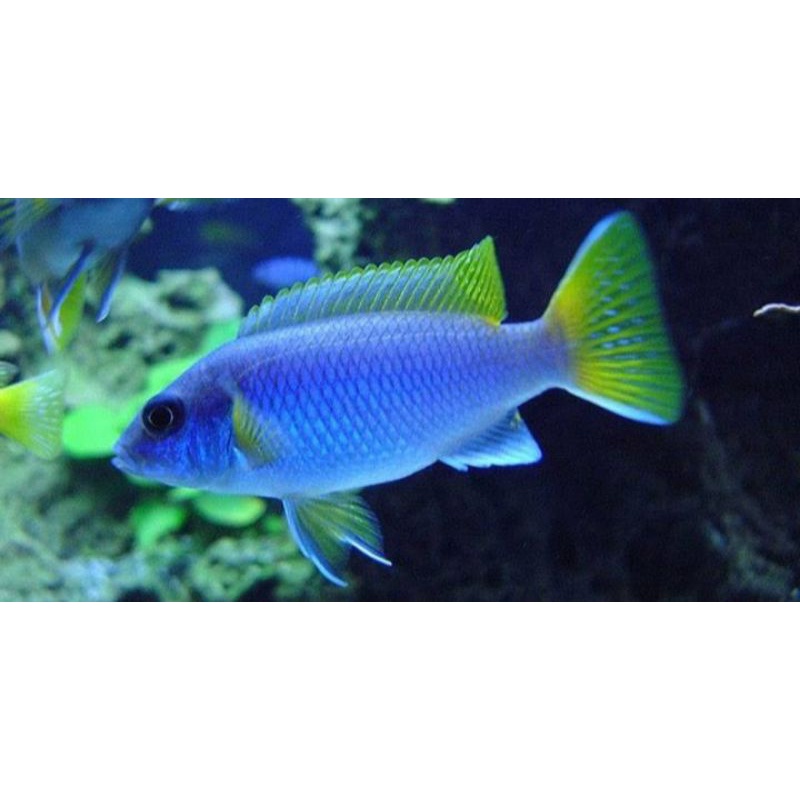 cichlid yellow tail acei