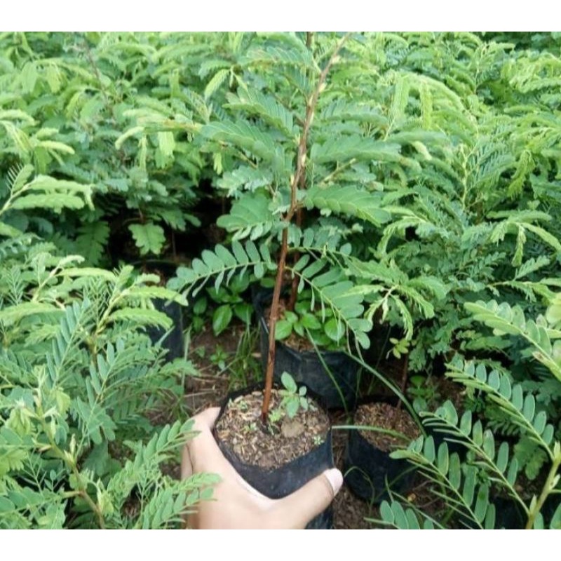 Bibit Asem Jawa Bahan Bonsai//Semai Biji