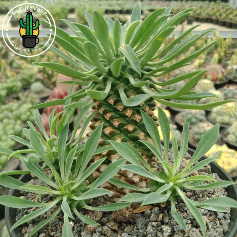 KAKTUS SEKULEN euphorbia kirin