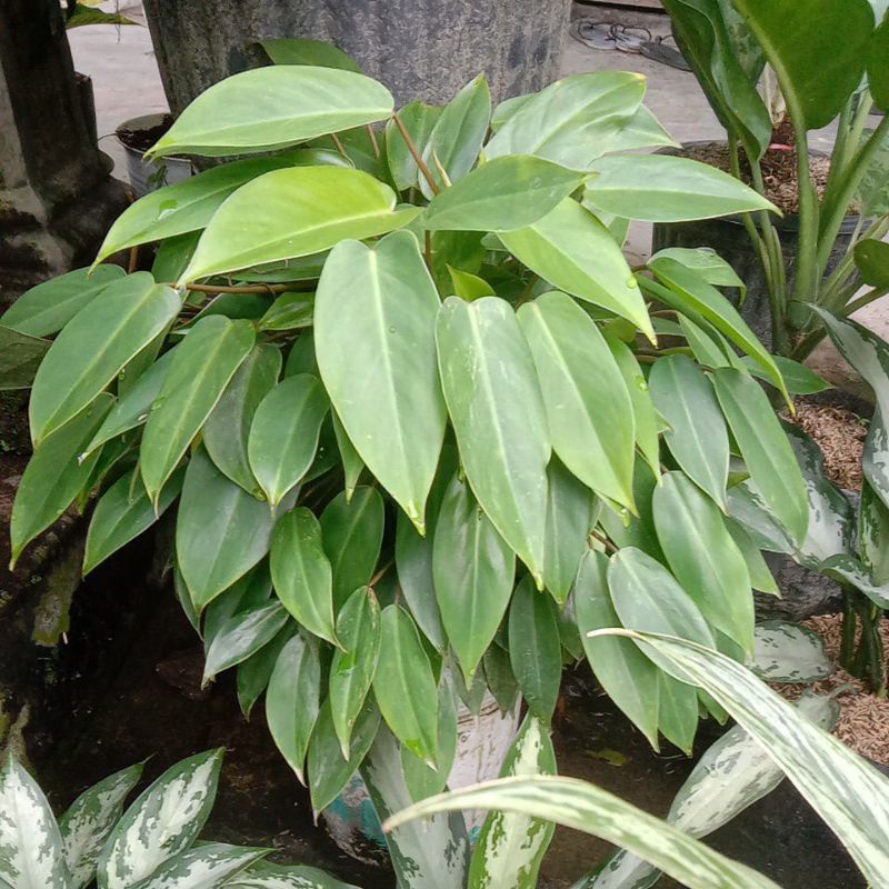 philo brekele/philo rimbun/philo murah