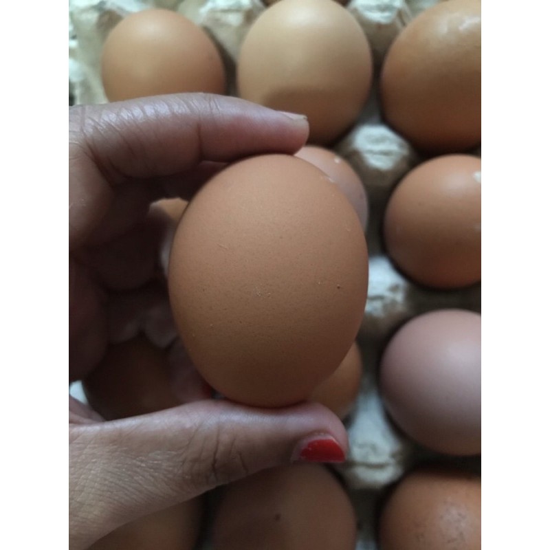 

telur ayam super