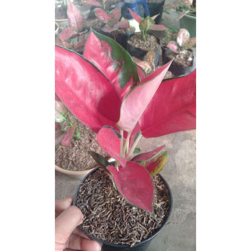 BUNGA AGLONEMA SUKSOM JAIPONG (COD)