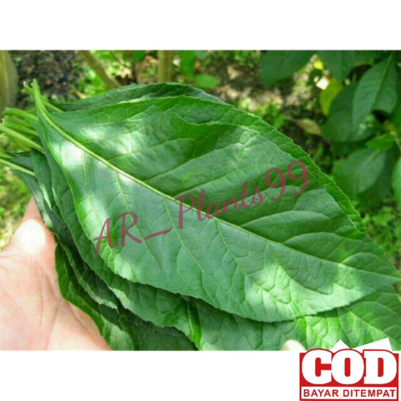 Daun afrika fress 500 gram