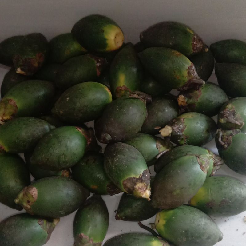 

Buah pinang muda segar per 500 gram-az