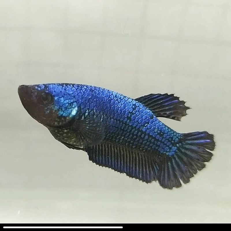 Cupang Female Avatar BBL