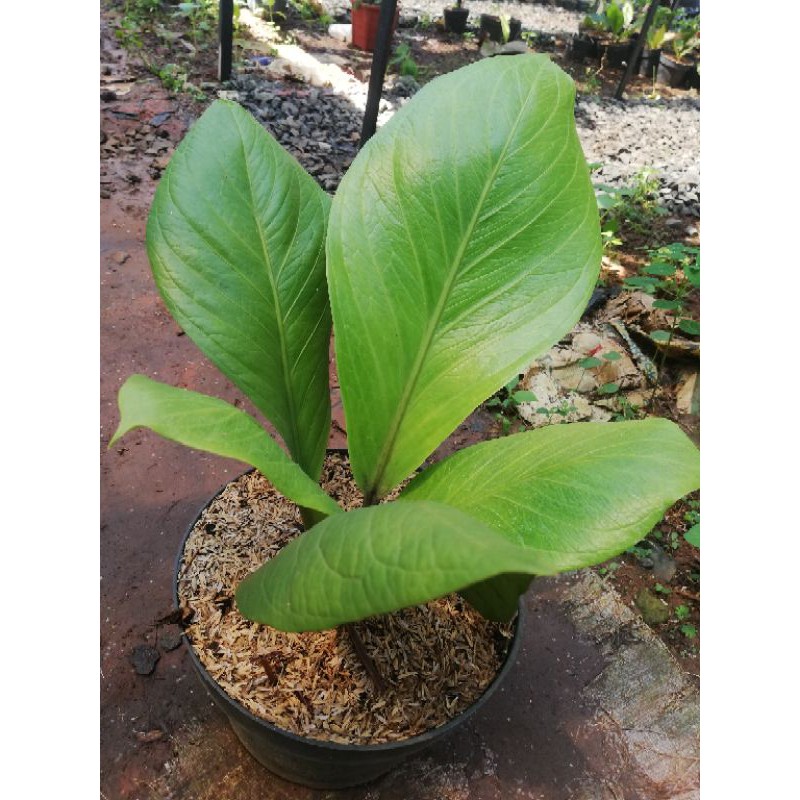 TANAMAN HIAS ANTHURIUM JEMANI COBRA DEWASA