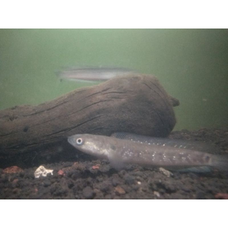 asiatica RSWS 10-11cm