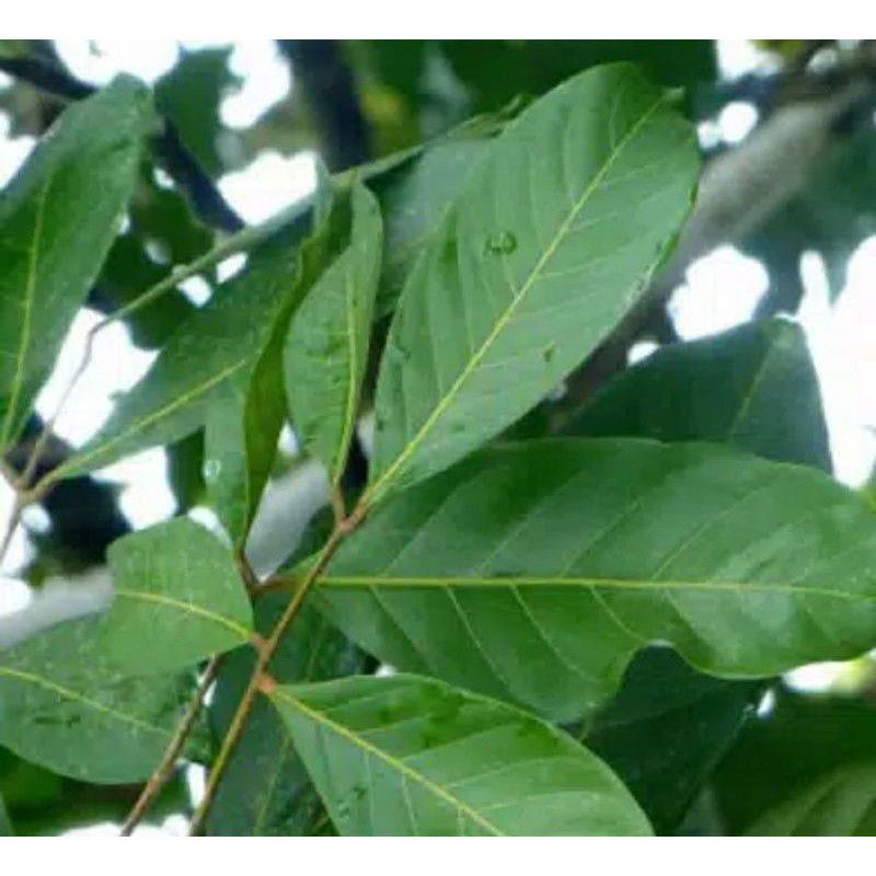 

DAUN RAMBUTAN SEGAR 500gram HERBAL LANGSUNG PETIK