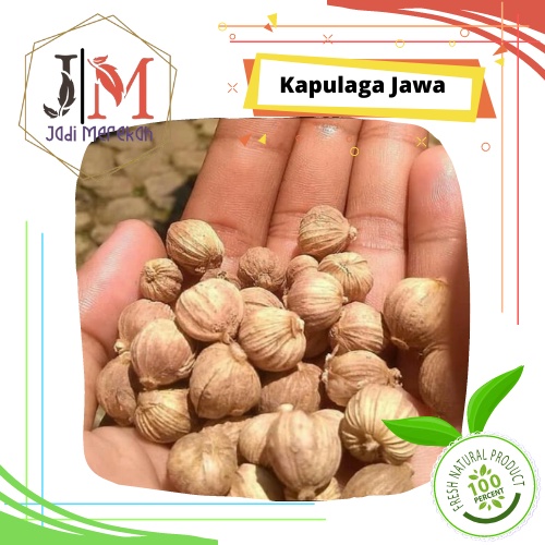 

[JM SoFresh] - Kapulaga Jawa