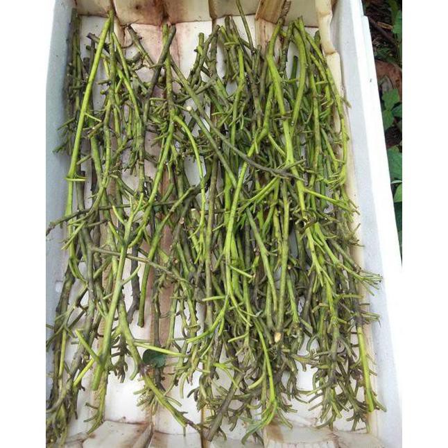 BAGUS 10 BIBIT ENTRES PUCUK ALPUKAT LAM HASS AUSTRALIA ~@@~ IBR