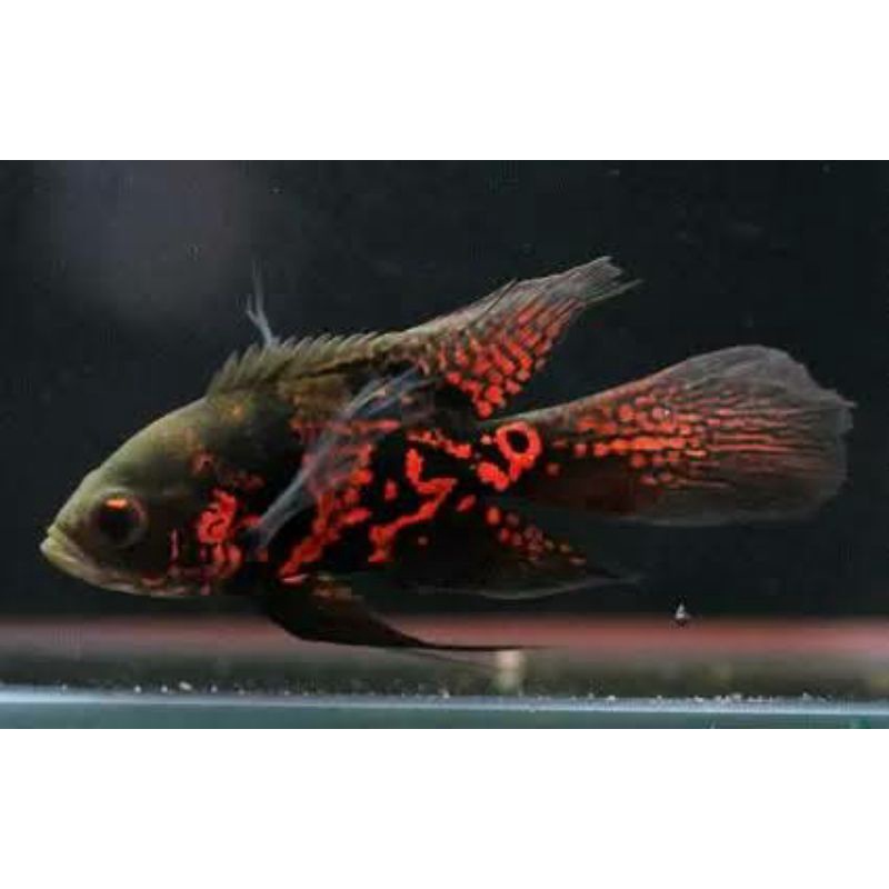 Jual Ikan Oscar Batik Tiger Slayer Shopee Indonesia