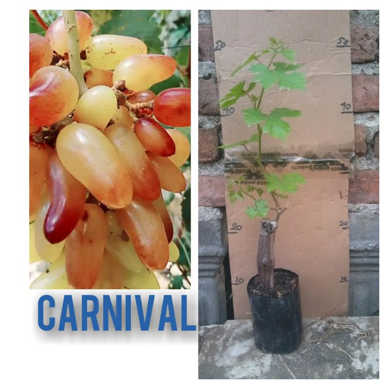 Bibit Anggur Carnival - Anggur import carnival