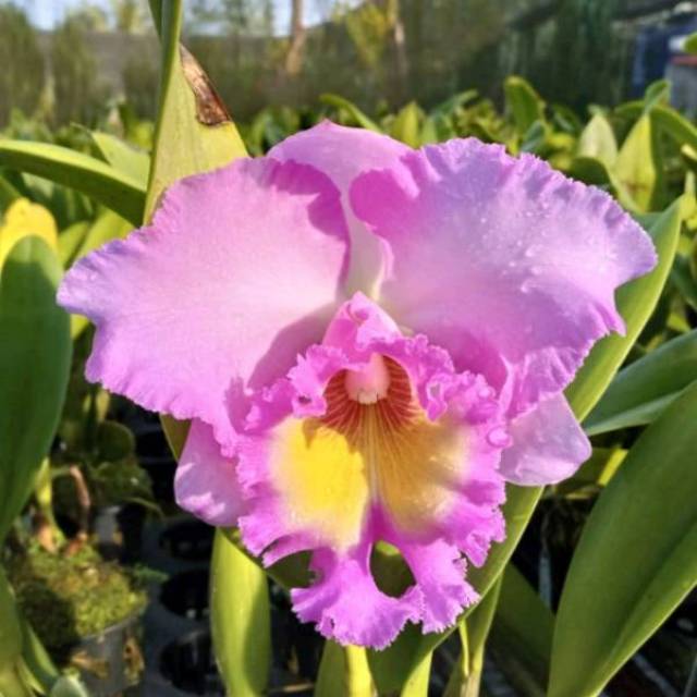 Anggrek Catleya Pink Dewasa Siap Bunga