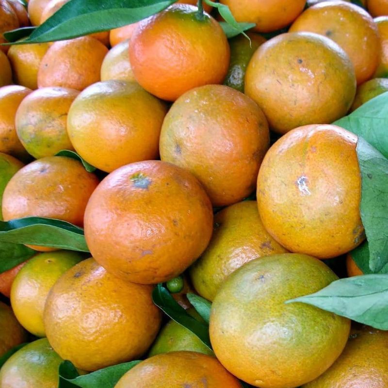 

Jeruk medan jumbo super manis 1 kg fresh / jeruk medan premium