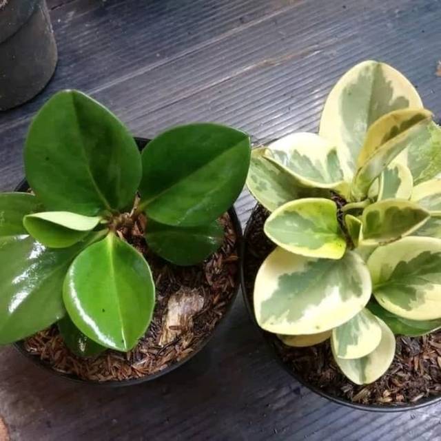 PROMO! paket tanaman teplan - teplan hijau - teplan variegata - tanaman teplan