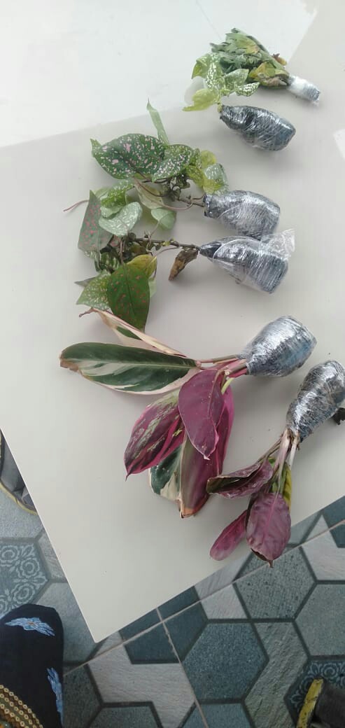 Tanaman Hias Calathea Stromata Atau Sepat Rimbun Murah