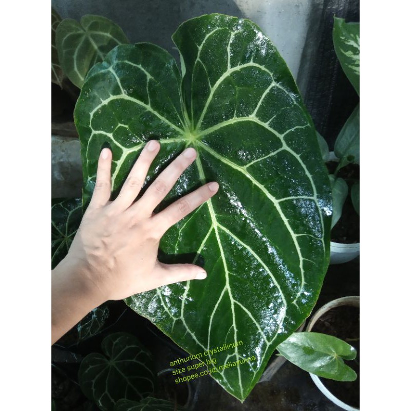 Anthurium Crystallinum Super Big/Kuping Gajah Crystallinum Indukan/Tanaman Hias Koleksi