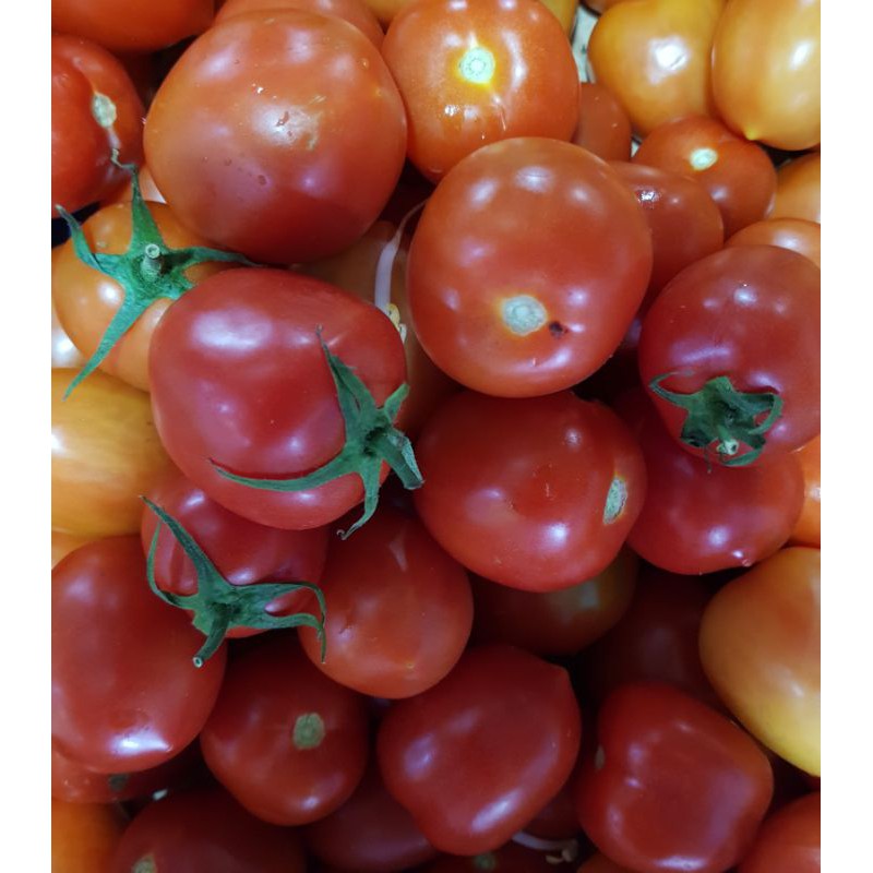 

(SAYURSEGAR)TOMAT BETAVILLA 500gr