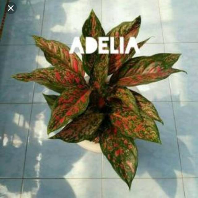 BUNGA AGLONEMA VENUS PAKET 10 POHON