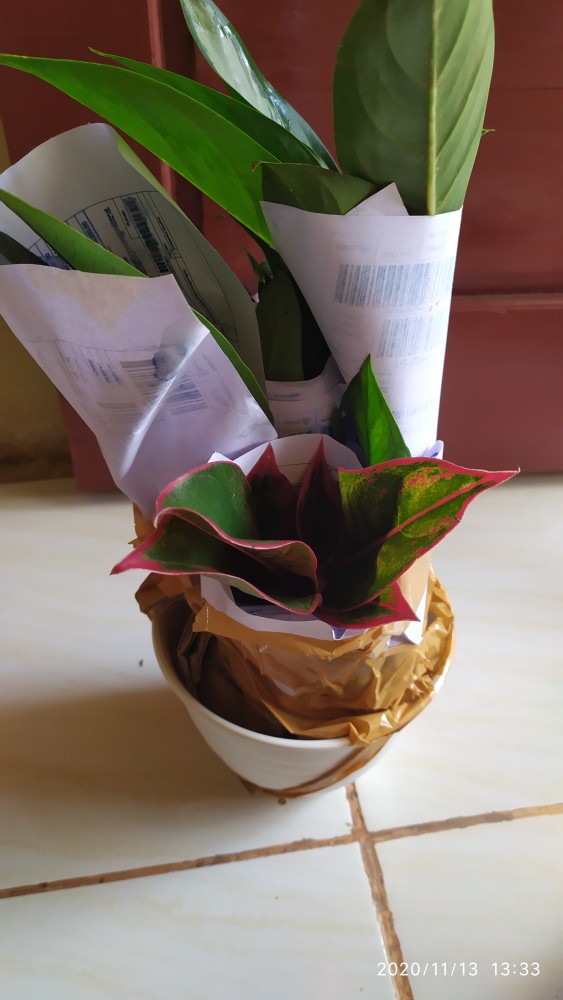 Tanaman Hias Monstera Janda Bolong