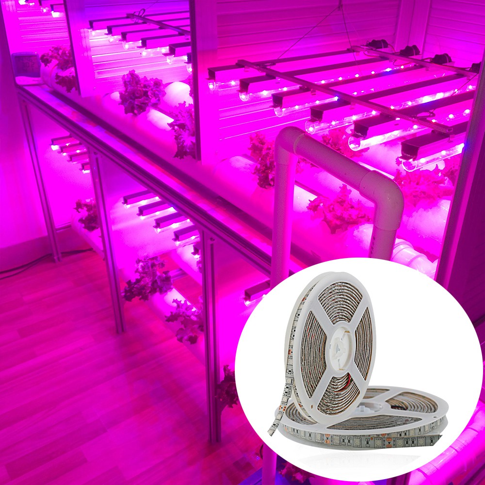 Led Grow Light Hydroponic Strip Lampu Tanaman Hidroponik 12V 5M