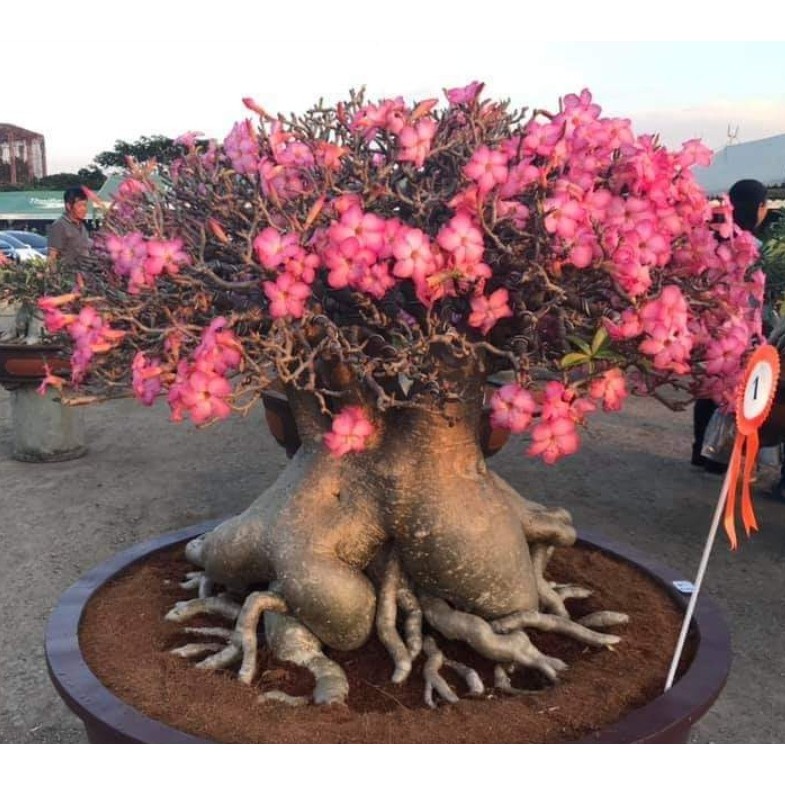 Adenium Thaisoco PBN (Petch Ba Na)
