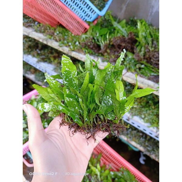 Jual Kadaka Daun Mini Tanaman Air Aquarium Paludarium Hiasan Kolam