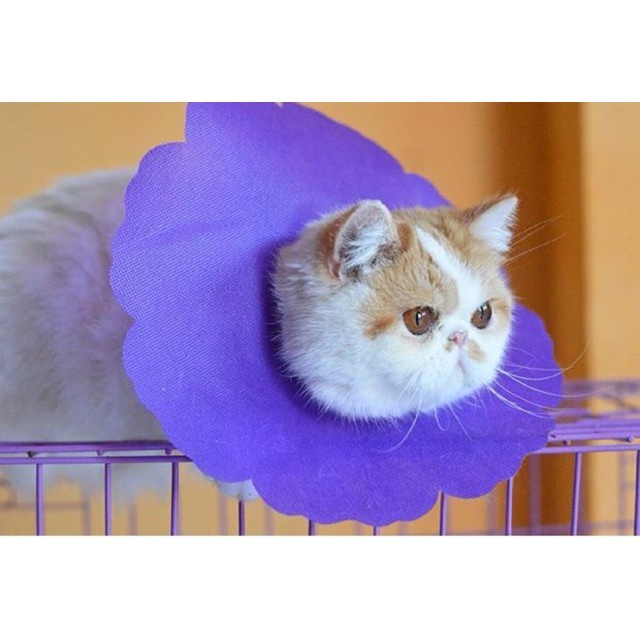 SOFT corong pelindung leher kucing cat COLLAR GROOMING CAT COLAR KAIN KUCING kelinci