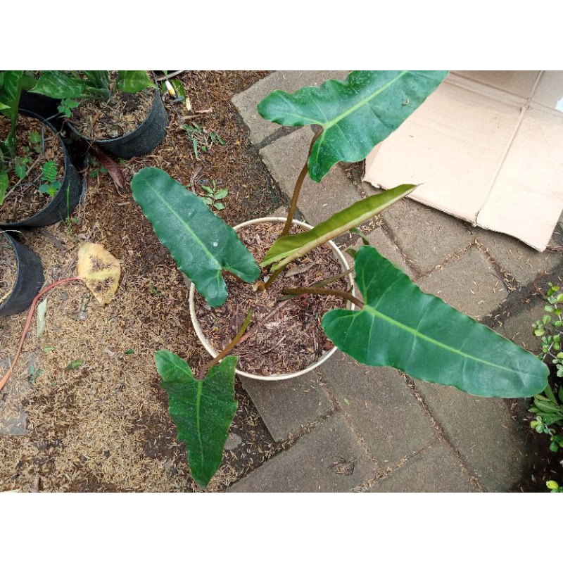 Philodendron Atabapoense