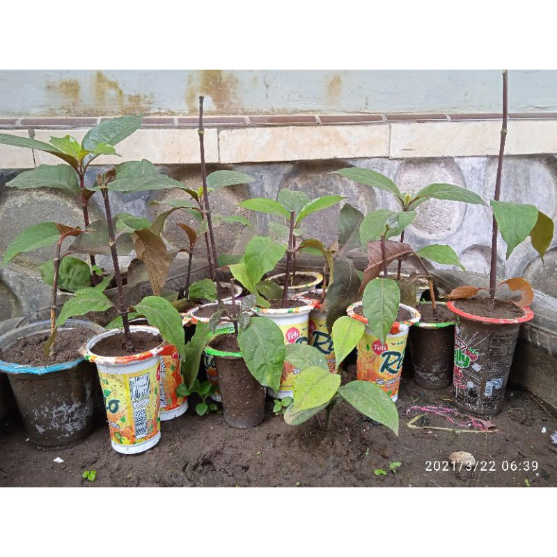 

Bibit Daun Ungu