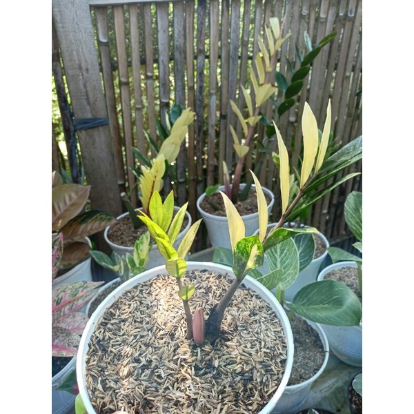zamia kulkas varigata tanaman hias indoor plants
