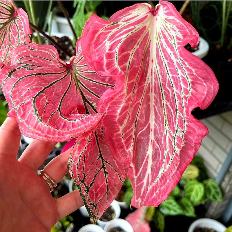 Keladi Hias Pink Beauty | Caladium Batik Wayang Anakan Termurah