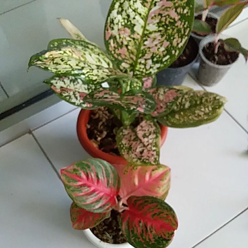 sepaket aglo wulandari dan 3color