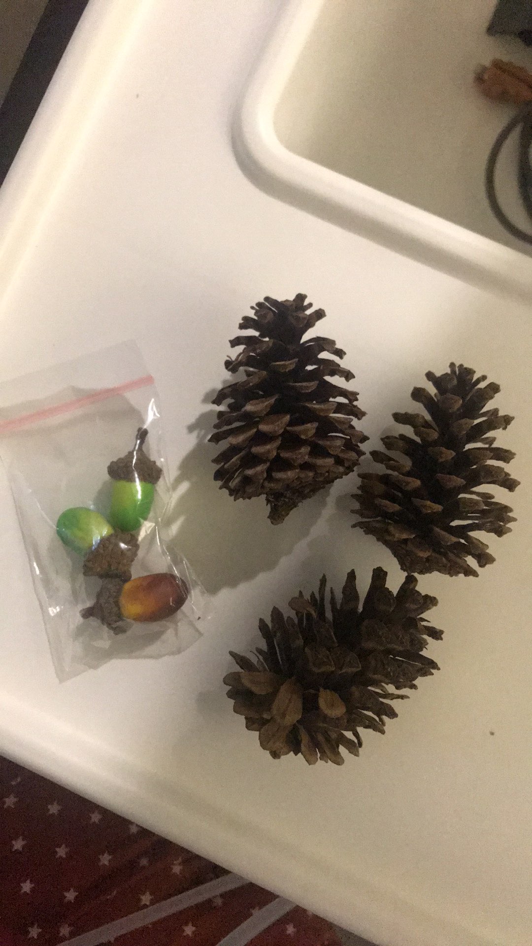 Pinecone / Pinus Kecil