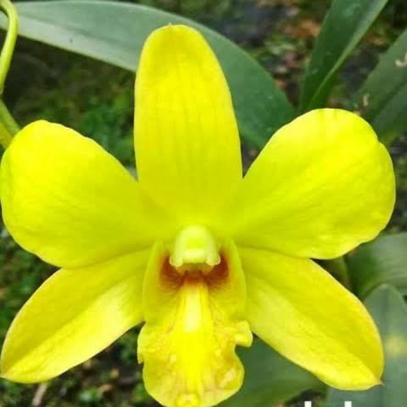 Anggrek dendrobium sure gold usia remaja
