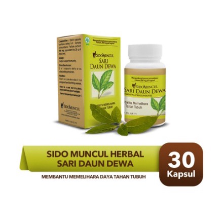 

Sido Muncul Herbal Sari Daun Dewa 30'k - Hambat Sel Tumor & Kanker