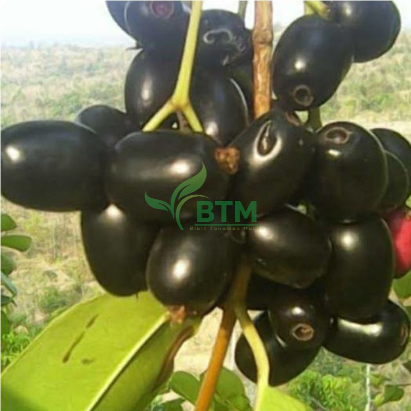 Bibit Tanaman Buah Jamblang Hitam - Juwet Hitam - Duwet Hitam - Bibit Buah