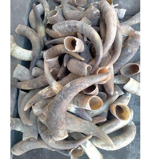 Terlaris.. tanduk kerbau bule