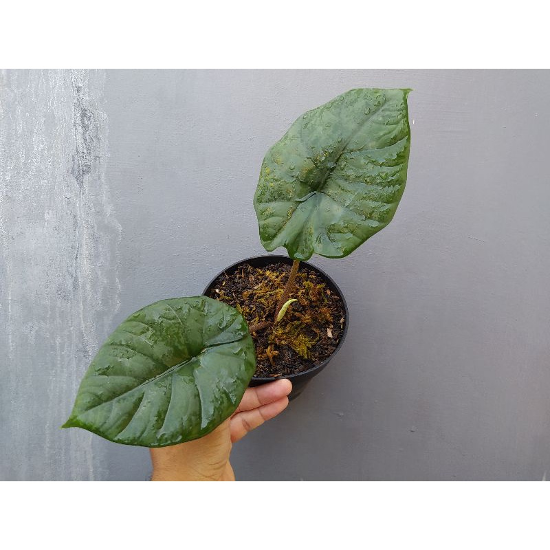 Alocasia Melo Chaii Kapuas