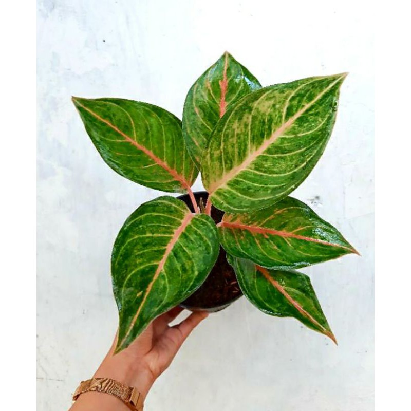 AGLAONEMA SUSAN/AGLONEMA HIAS/SUSAN/SRIREJEKI
